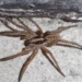 Tarantule se šire Austrijom!