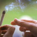 Švajcarska planira legalizaciju kanabisa: Pomoć zavisnicima ili put u propast?