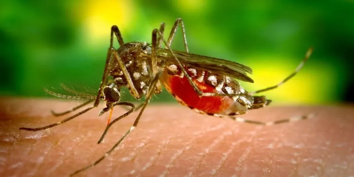Virus Zapadnog Nila otkriven na Čukarici: Dvoje ljudi hospitalizovano