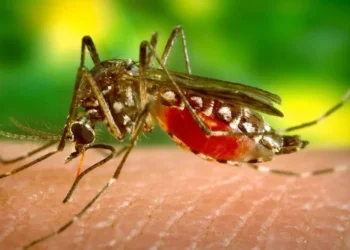 Virus Zapadnog Nila otkriven na Čukarici: Dvoje ljudi hospitalizovano