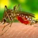 Virus Zapadnog Nila otkriven na Čukarici: Dvoje ljudi hospitalizovano
