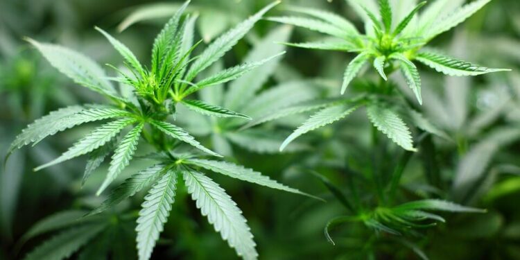 Marihuana koju je mladić merio u supermarketu u Erfurtu