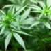 Marihuana koju je mladić merio u supermarketu u Erfurtu