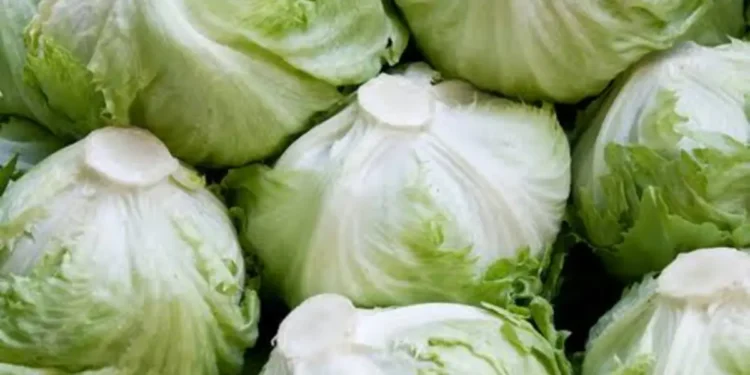 Salmonela u Iceberg salati: Proizvod hitno povučen sa tržišta Nemačke