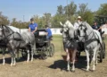 Surduk okupio fijakere iz cele Srbije: Tradicija koja traje više od tri decenije