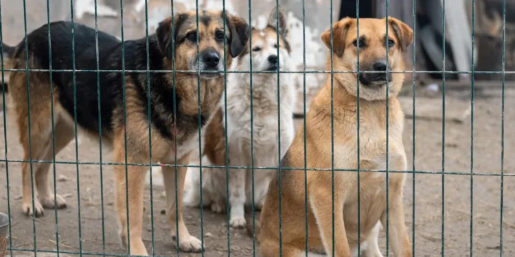 Psi u azilima: Kako ih loša hrana polako truje