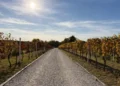 Manifestacija „Fruška Walk & Wine“ okuplja 18 vinarija u Karlovcima