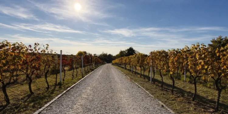 Manifestacija „Fruška Walk & Wine“ okuplja 18 vinarija u Karlovcima