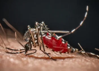 Malarija se širi Frankfurtom: Dvoje preminulo, još dve osobe zaražene