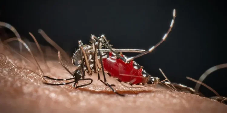 Malarija se širi Frankfurtom: Dvoje preminulo, još dve osobe zaražene