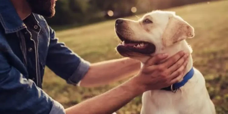 Pas se ne odvaja od vas? Razlog možda nije samo ljubav