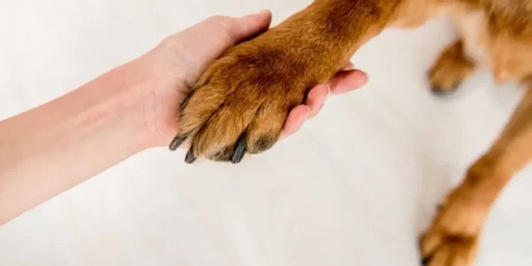 Zašto su psi osetljivi u prednjim šapama?