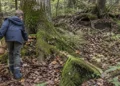 Austrija: Dečak tražio pečurke, pa iskopao sanduk pun granata