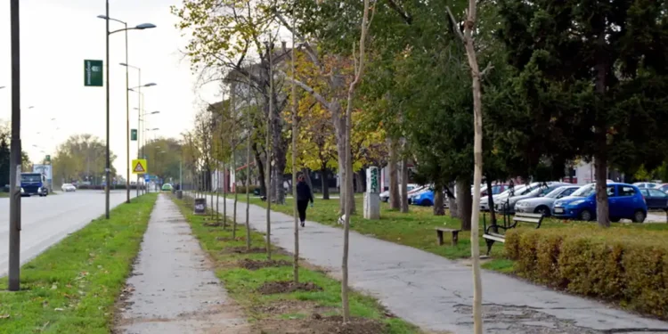 Novo zelenilo i sadnja drveća u Zrenjaninu