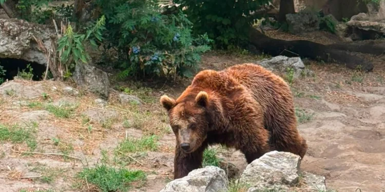 Priroda pod alarmom: Svetske populacije divljih životinja pale u proseku 73 odsto