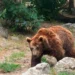 Priroda pod alarmom: Svetske populacije divljih životinja pale u proseku 73 odsto