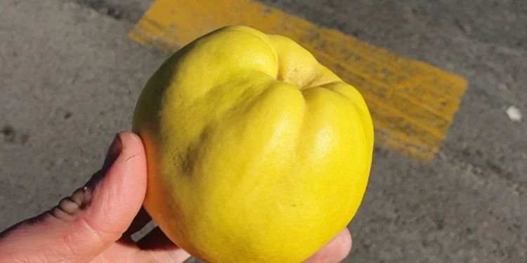 EU bi da proredi provere pesticida: Naučnici upozoravaju na rizike