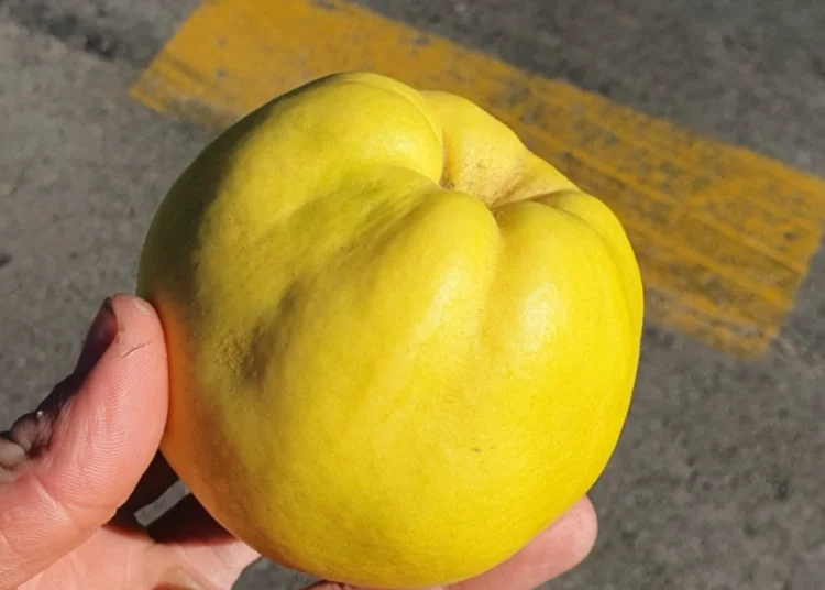 EU bi da proredi provere pesticida: Naučnici upozoravaju na rizike