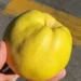 EU bi da proredi provere pesticida: Naučnici upozoravaju na rizike