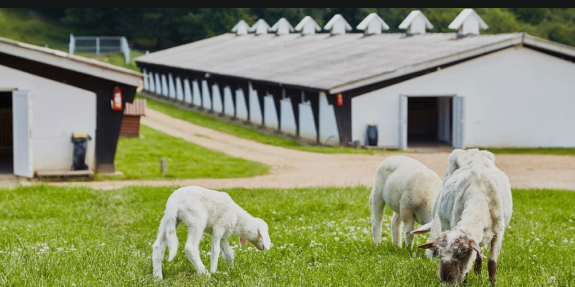 Bela Reka Farmland: Imanje na Homolju sa pričom koja traje više od 150 godina