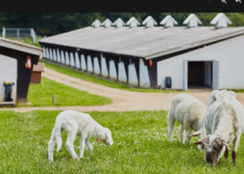 Bela Reka Farmland: Imanje na Homolju sa pričom koja traje više od 150 godina