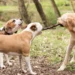 Da li vaš pas uživa u društvu drugih pasa? Prepoznajte šta mu prija