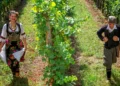 Tri dana vina, pesme i tradicije: Oplenačka berba otvara vrata u Topoli