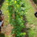 Tri dana vina, pesme i tradicije: Oplenačka berba otvara vrata u Topoli