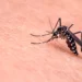 Komarci šire smrtonosni virus Evropom: Više od 100 ljudi preminulo