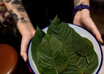 Sveži listovi biljke kratom