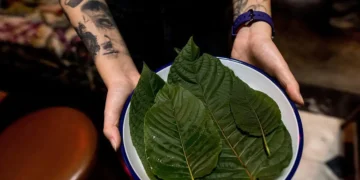 Sveži listovi biljke kratom