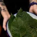 Sveži listovi biljke kratom