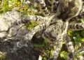 Velika tarantula u Austriji