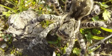 Velika tarantula u Austriji