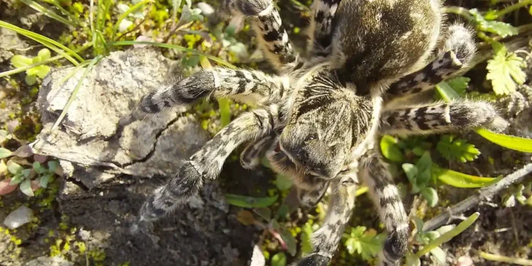 Velika tarantula u Austriji